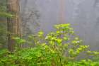 USA, California. Del Norte Redwoods State Park springtime with redwoods and rhododendrons Art Print